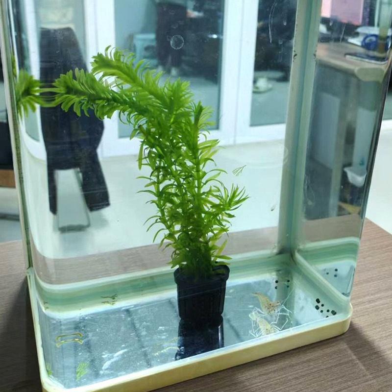 4Pcs Pet Fish Tank Landscaping - Aquarium Fish Usa recensione e prezzo