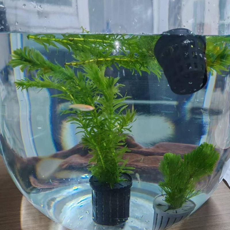 4Pcs Pet Fish Tank Landscaping - Aquarium Fish Usa recensione e prezzo