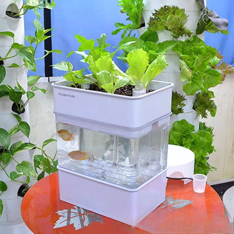 Export fish tank aquarium smal - Aquarium Fish Exporter recensione e prezzo