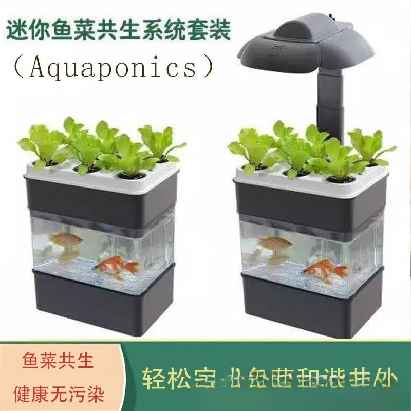 Export fish tank aquarium smal - Aquarium Fish Exporter recensione e prezzo