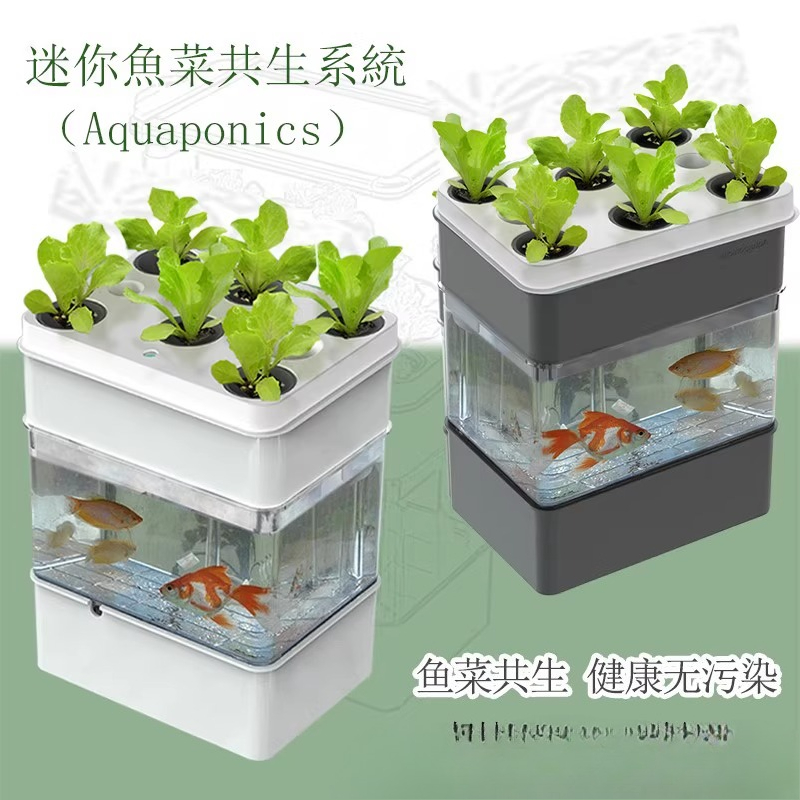 Export fish tank aquarium smal - Aquarium Fish Exporter recensione e prezzo
