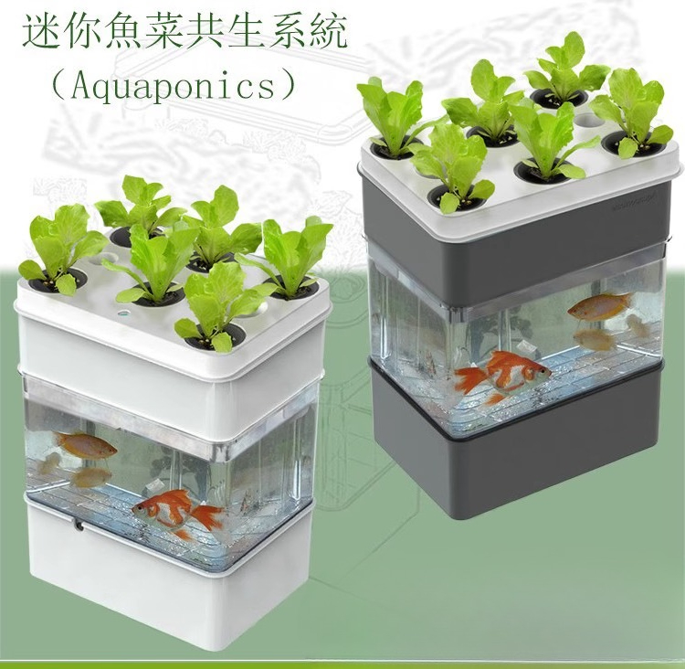 Export fish tank aquarium smal - Aquarium Fish Exporter recensione e prezzo