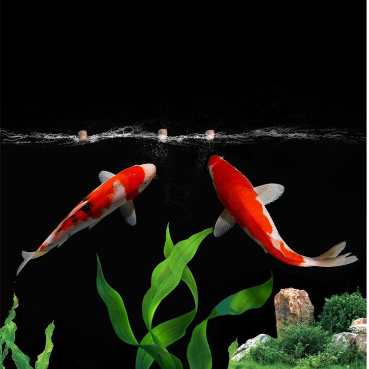 wholesale export high-quality  - Aquarium Fish Exporter recensione e prezzo
