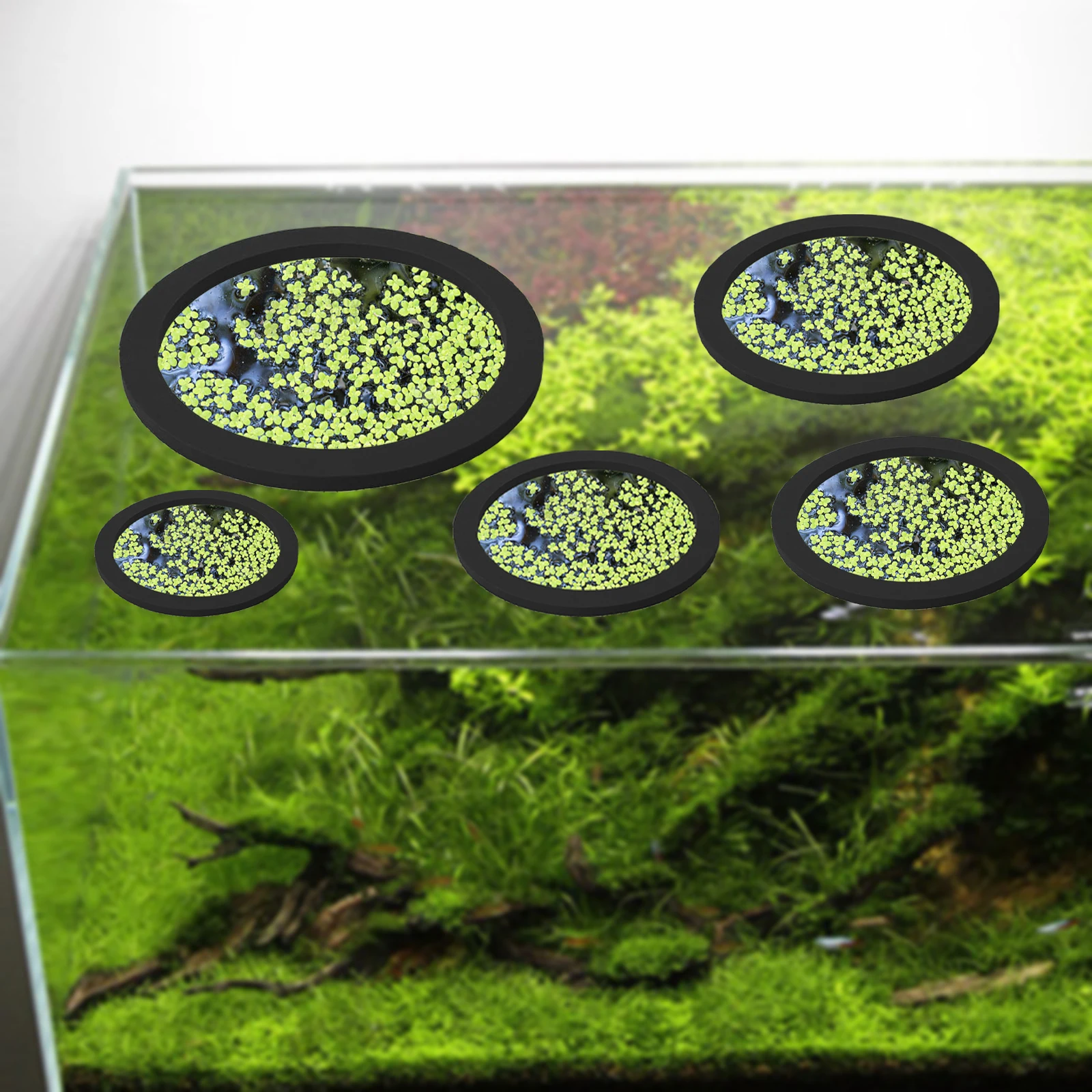 5Pcs EVA Fish Feeding Ring Aqu - Aquarium Fish House recensione e prezzo