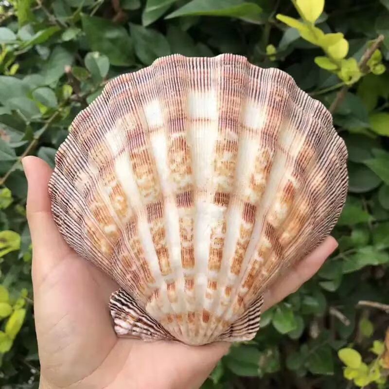 New Natural Queen Scallop Slic - Aquarium Queen Fish recensione e prezzo