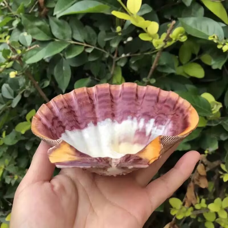New Natural Queen Scallop Slic - Aquarium Queen Fish recensione e prezzo
