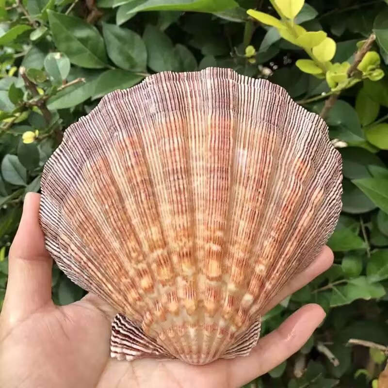New Natural Queen Scallop Slic - Aquarium Queen Fish recensione e prezzo