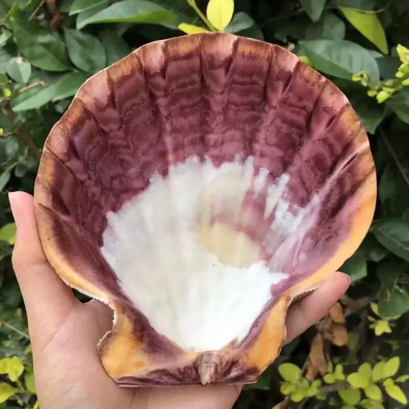New Natural Queen Scallop Slic - Aquarium Queen Fish recensione e prezzo